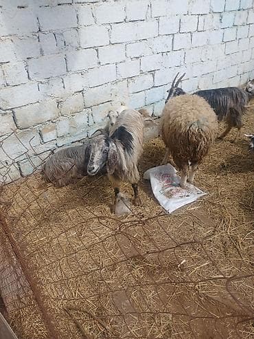 Quzu: Ekiz tek balali keciler — 1