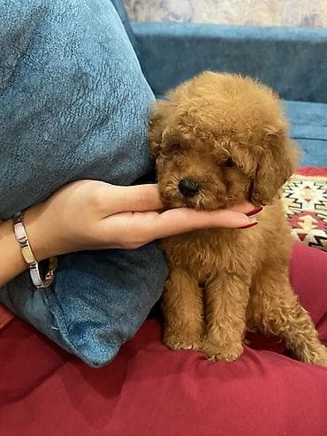 volkodav itleri: Pudel, 2 ay, Erkek, Peyvəndli, Ünvandan götürmə — 1