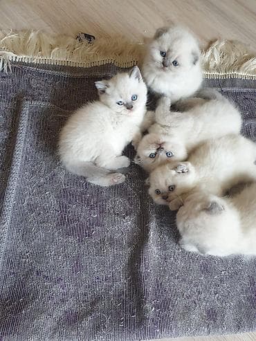 Şotland yastı qulaq lalafo.az -da Şotland yastı qulaq