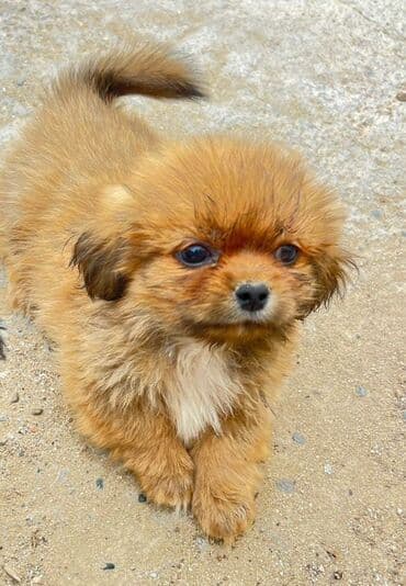 pekines balaları: Pekines — 1