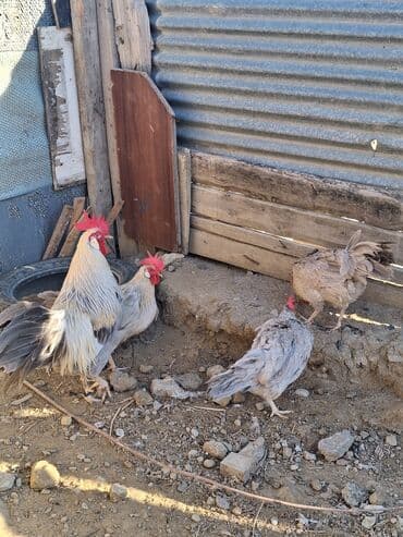 sumqayit liqorin: Курица, Для разведения — 2