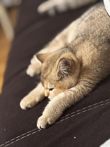 Pişiklər: Britan, Pulsuz çatdırılma — 2