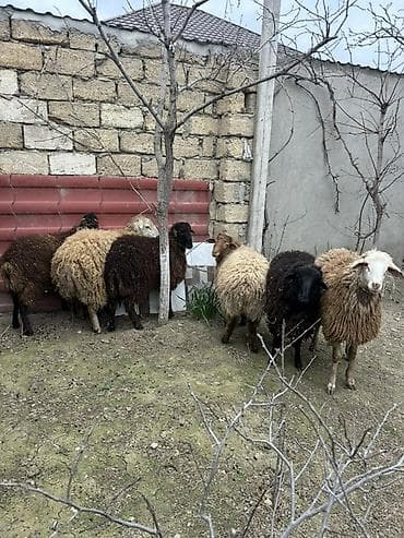 Biləcəridə 6 baş ərkey touğlu satılır. Tam sağlam ətlik və damazlıqdı lalafo.az -da Biləcəridə 6 baş ərkey touğlu satılır. Tam sağlam ətlik və damazlıqdı