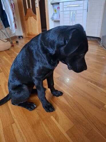 it bazari 2019: Kane-Korso, 4 ay, Dişi — 1