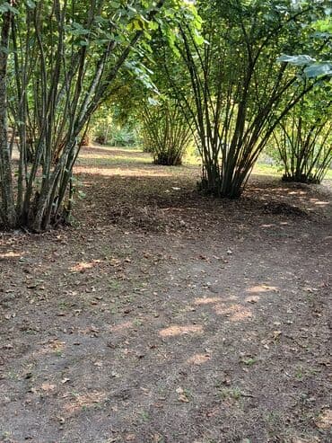 findiq ləpəsi: Salam bağ Qəbələ rayon Nic qəsəbəsində dir bağ 67 sotdan ibarətdir 170 — 1