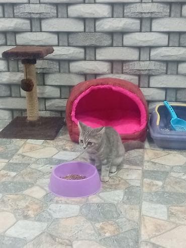 Məhsul: Pişik üçün aksessuar dəsti Tərkibev - Yumşaq, qapalı pişik