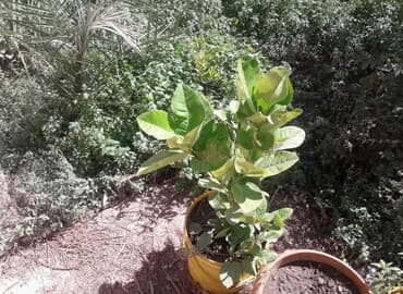 Limon aqaci hazir dipcekdedi cox iri meyvesi olur.Mastaqadadi 30