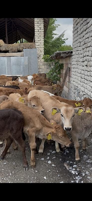 kanqal balasi satilir: Ətlik istiqamət üçün buzovlar - Yaş qrupu: erkən yaşlı buzovlar - — 7