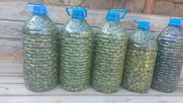 Məhsul: Ev üsulu duzlu yaşıl zeytun Təsvir: - Böyük həcimli plastik lalafo.az -da Məhsul: Ev üsulu duzlu yaşıl zeytun Təsvir: - Böyük həcimli plastik