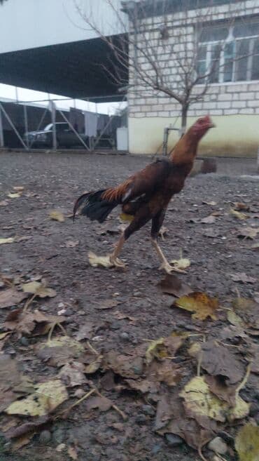 inək şəkli: Məhsul: Uzunboyun, incə quruluşlu yerli cins cücələr/horozlar Təsvir — 6