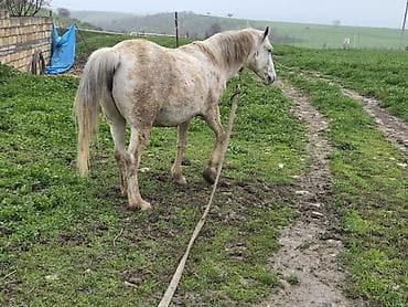 dovşan yemi: Dişi, il: 7 — 9