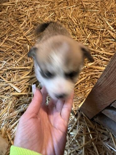 Toyota: 1 месяц — 10