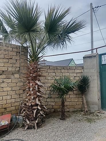 Dekorativ palma ağacları – həyət və bağ üçün - Növ: Fan şəkilli