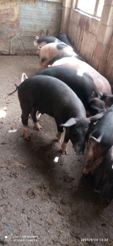 Məhsul: Donuz balaları (qara-ağ ləkəli ki və qara rəngli) - Saxlanma lalafo.az -da Məhsul: Donuz balaları (qara-ağ ləkəli ki və qara rəngli) - Saxlanma