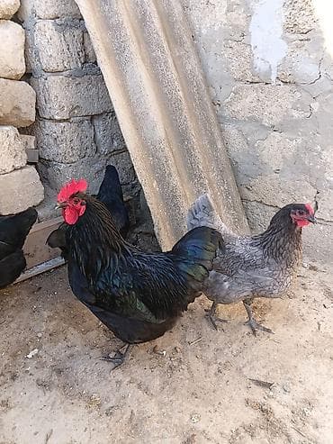 Akvariumlar: Toyuq, Damazlıq — 1