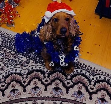 Gəmiricilər: Koker spaniyel — 5