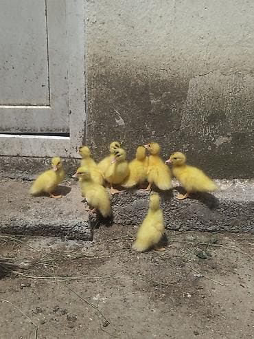 yerli ördək: Dişi, | Lal ördək, Damazlıq, Ünvandan götürmə — 2