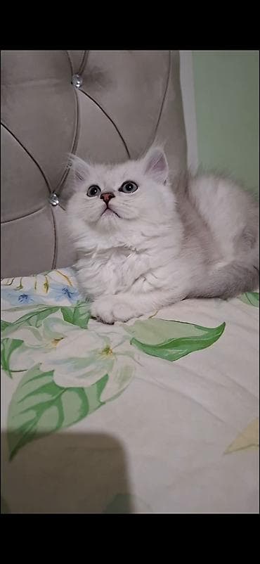 ev şəpitləri: Şinşilla — 2