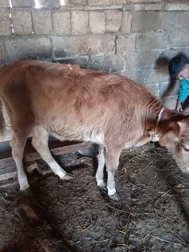 K/t heyvanları üçün mallar: Satlıq 1100 son yeridi super danadı hər şey yeyir super maldır — 4