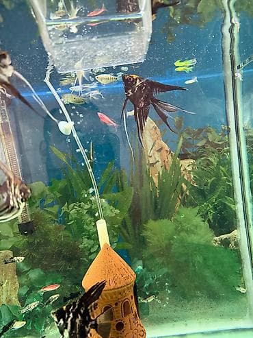 aqvarium: Malinezi orta olcu 1 manat danyo tul quyruq irili xirdali 1 manat — 2