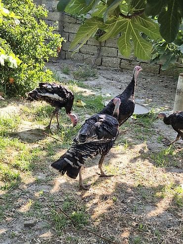 dagistan salvarlari: Salamaleykum qiymet iki gün ücün, keçərlidir.tek satilmir. iki dənə — 6
