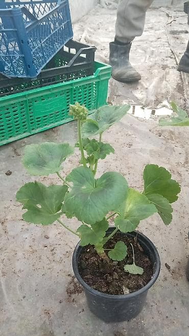 xlorofitum bitkisi: Saksıda sardunya (pelargonium) fidanları - Növ: Pelargonium — 8