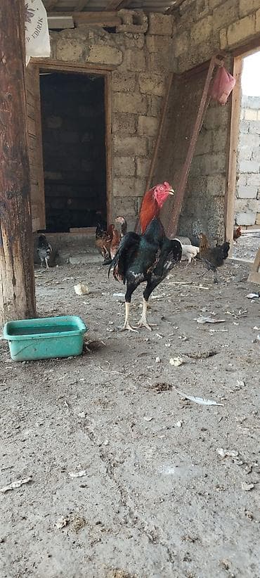 K/t heyvanları və malları: 11 aylıq heyratı bece satılır döyüş vıdyosu var yaxşı balada verır — 5