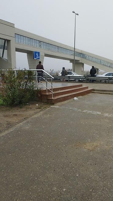 heyvan şekilleri: Qara rəngli balaca it – enerjili və mehriban - Cins: qeyri-mixed — 2