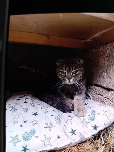 shotland pisiyi: Şotland, Dişi, Cütləşmə üçün, Pulsuz çatdırılma — 2