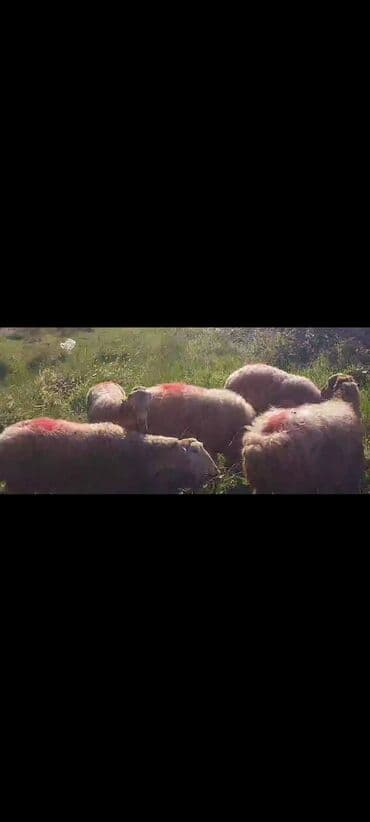 bakida cins ineklerin satisi: Dişi, il: 2, 50 kq, Damazlıq, Ünvandan götürmə — 4