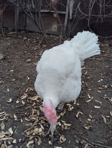 K/t heyvanları və malları: Ağ hinduska kanada erkek satilir ya deyisirem durbonla ya qirmizi — 1