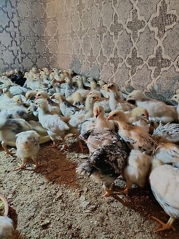 ordək balası və cucə: Toyuq cücələri, Ətlik — 9