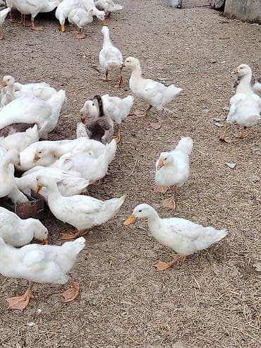 dovsan sekli: Məhsul: Ağ ördəklər pekin qiymetle baqli narahat etmeyin erkey disi — 2