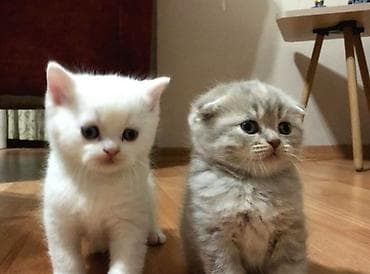 pisiklər: Şotland — 4