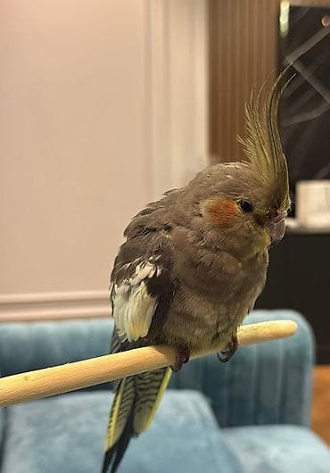 quslar haqqinda melumat: Nimfa (Cockatiel) – gözəl toppuzlu ev quşu - Növ: Nimfa (cockatiel) - — 1