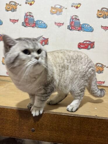 Iran Khodro: Britan — 5