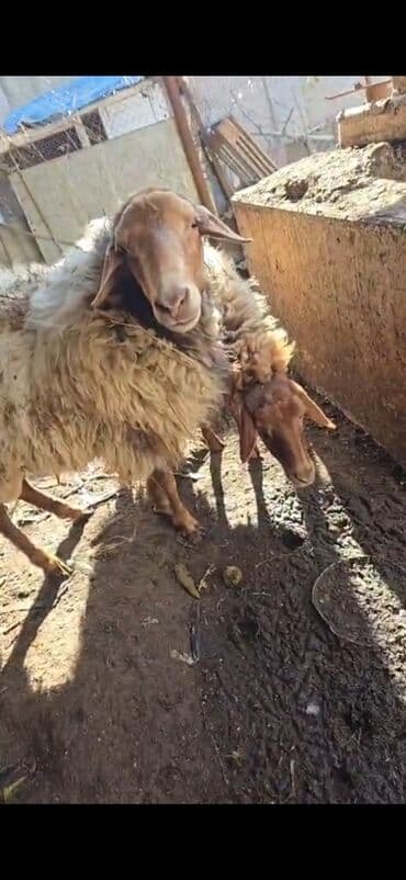 qoyun quzu satilir: Məhsul: Qoyunlar (2 baş) Təsvir: - Şəkillərdə görünən 2 baş qoyun — 2