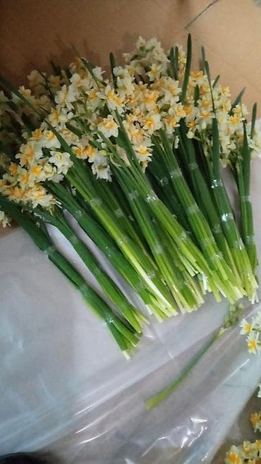 Məhsul: Nərgiz çiçəyi dəstələri,dənısi.12 qəpik - Çeşid: Ağ-limon