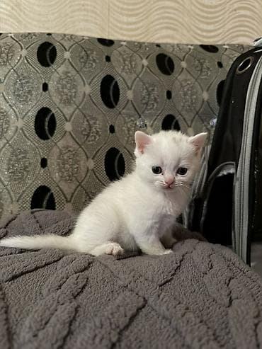 ag pisik sekilleri: Dişi — 2