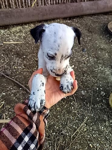 Gəmiricilər: Dalmatin — 2