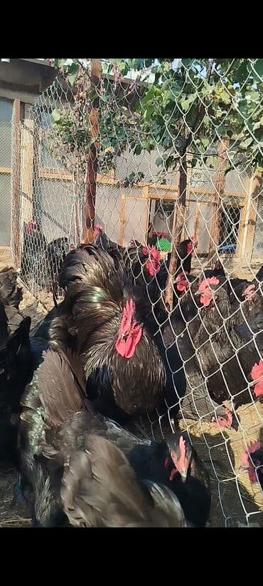 cuce dami: Alman cinsi australorp cücə və yumurta sifarişi qəbul olunur. bütün — 1