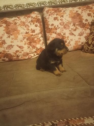 heyet iti etibarlı: Rotveyler, Peyvəndli — 2