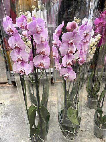 bit bazarı: Сüt çubuq orxideyalar satışda. Vatsapp mövcuddur!. Çatdırılma — 6