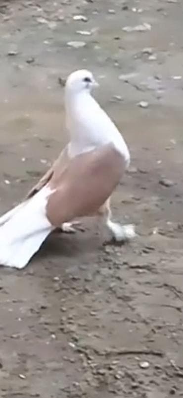 qara peleng sekilleri: Quşlar göz qabağındadı vaxtım olmadığı üçün baxa bilmirəm heyvanların — 3