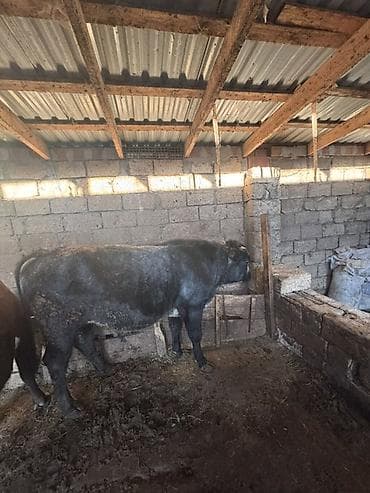 lalafo keci satisi: Satışda ətlik qaramal – bir neçə baş erkək heyvan. Xüsusiyyətlər: - — 3