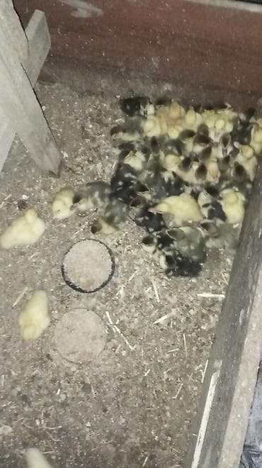 lal ördək: Lal ördək lər qiymət 4 manat dan başlayır 15 alana 1 hediye çadrlma — 6