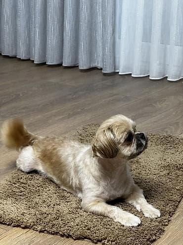 döyüş itləri: Shi-tsu, 2 il, Dişi, Peyvəndli, Ünvandan götürmə — 2