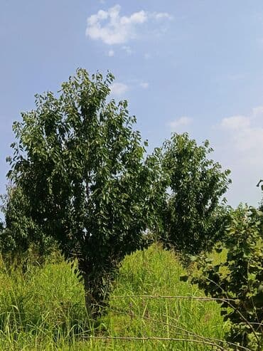 samdanlar ve saat: Gənc meyvə ağacı, bağçanız üçün uzunmüddətli və davamlı bir — 4