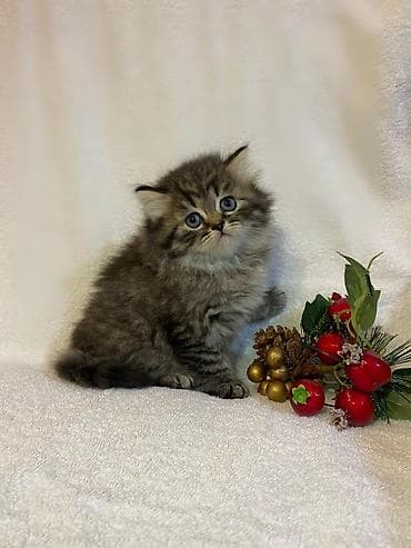 en gozel itler: Britan, Erkək, Dişi, Yaxşı əllərə, Ünvandan götürmə, Pulsuz çatdırılma, Ödənişli çatdırılma — 4