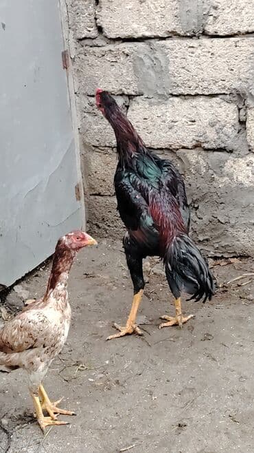 Hummer: Aseel tipli cücərdən xoruz (gənc). Uzun ayaqlı, güclü skeletli, sərt — 2